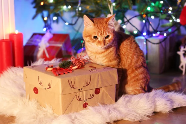 Red cat with Christmas gift — Stock Photo, Image