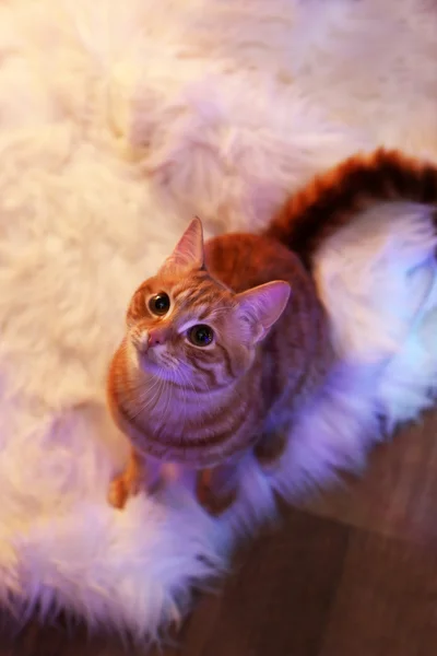 Gato vermelho em casa na época do Natal — Fotografia de Stock