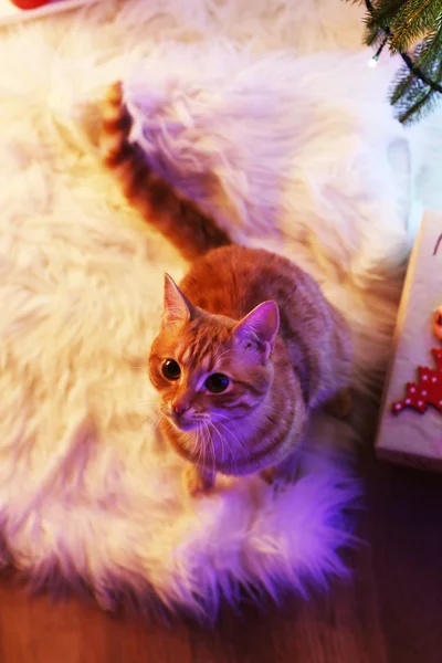 Gato vermelho em casa na época do Natal — Fotografia de Stock