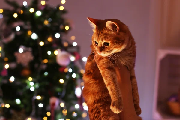 Red cat in hands near Christmas tree — Stock Photo, Image