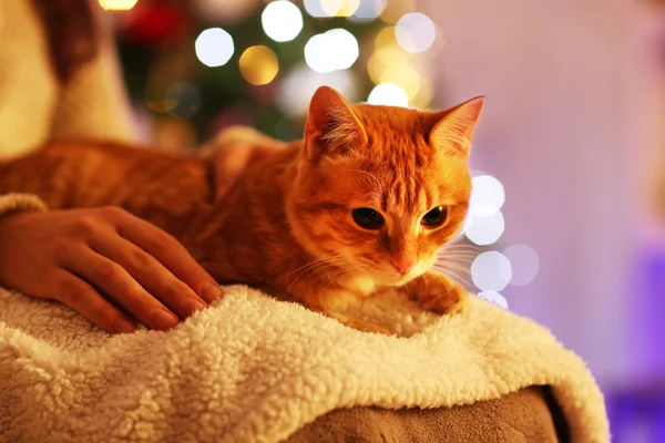 Červená kočka doma v době Vánoc — Stock fotografie