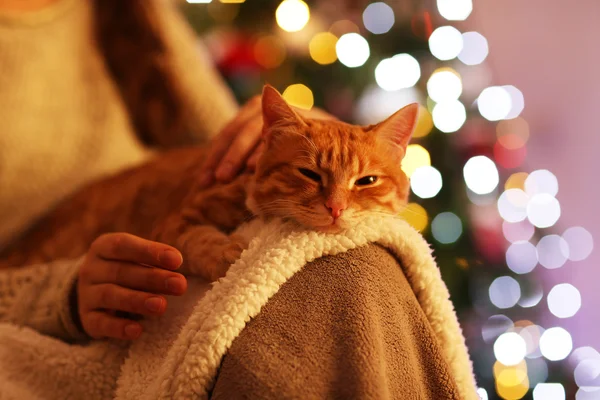 Gato vermelho em casa na época do Natal — Fotografia de Stock