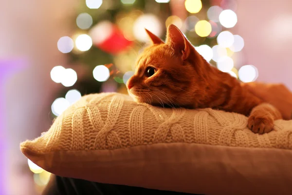 Kırmızı kedi evde Noel zamanında — Stok fotoğraf