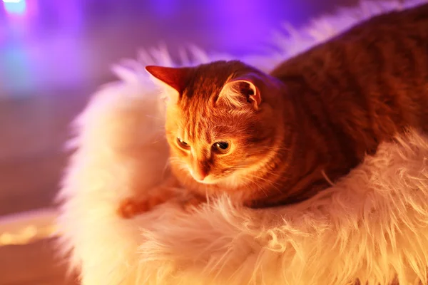 Gato vermelho em casa na época do Natal — Fotografia de Stock