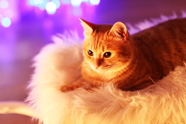 Gato vermelho em casa na época do Natal — Fotografia de Stock