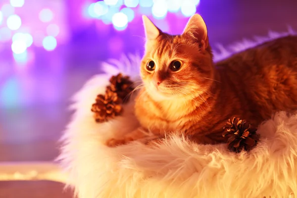 Red cat at home in Christmas time — Stock Photo, Image