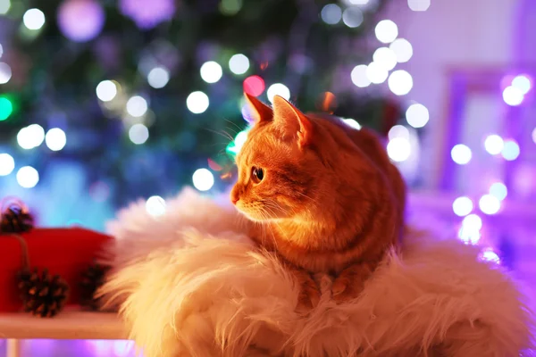 Pisica roșie acasă în timpul Crăciunului — Fotografie, imagine de stoc