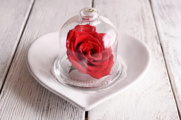 Rosa rossa in vaso campana su piatto, su fondo tavola — Foto Stock
