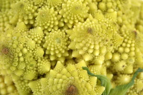 Romanesco brokkoli, közelről — Stock Fotó