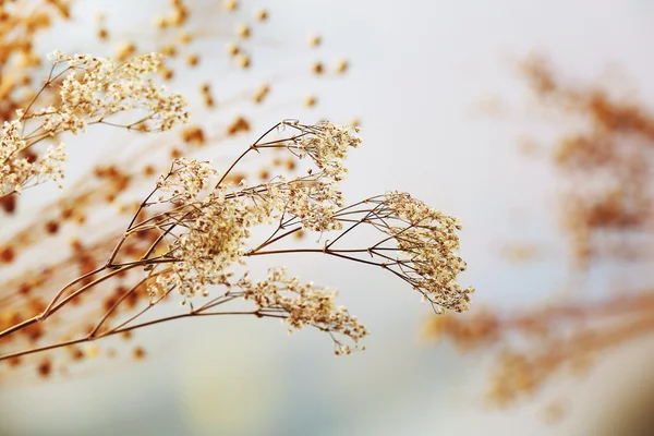 Suszone kwiaty tło — Zdjęcie stockowe