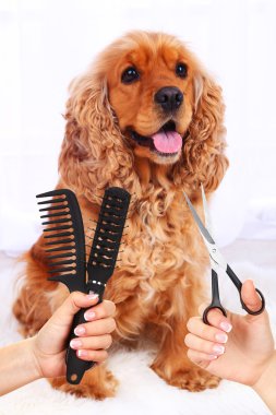 Cocker Spaniel, kuaförde köpek tımarlıyor.