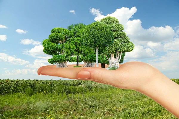 Small forest in hand on nature background — Stock Photo, Image