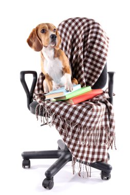 Beyaz izole ekose sandalyeyle Beagle köpek