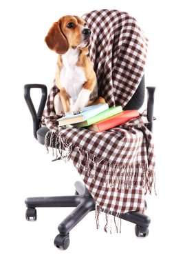 Beyaz izole ekose sandalyeyle Beagle köpek