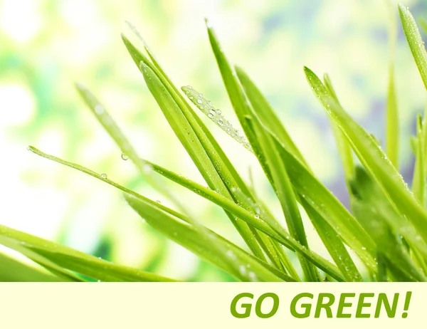 Verse gras met dauw druppels, groene leven concept — Stockfoto