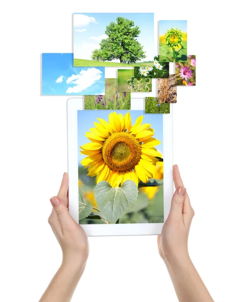 Tablet PC in hands and images of nature — Stock Photo, Image