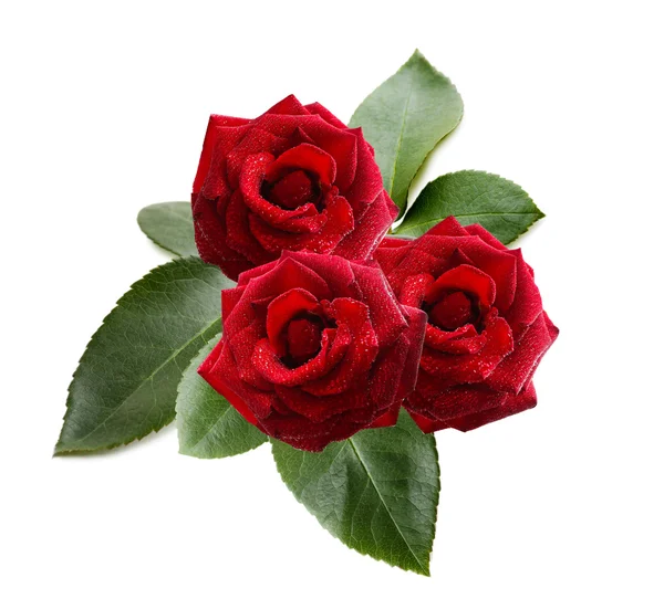 Strauß schöner Rosen — Stockfoto