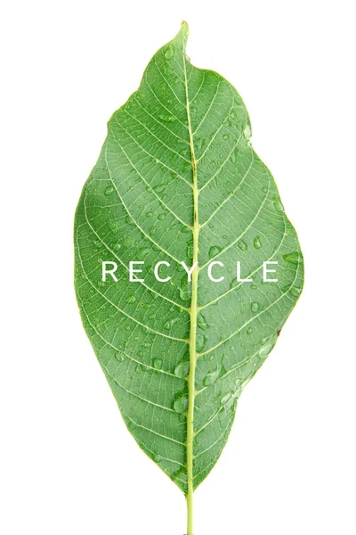 Recycle on green leaf — Stock Photo, Image