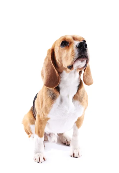 Beagle perro aislado en blanco — Foto de Stock