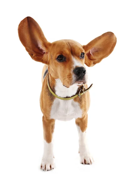 Cão beagle isolado em branco — Fotografia de Stock