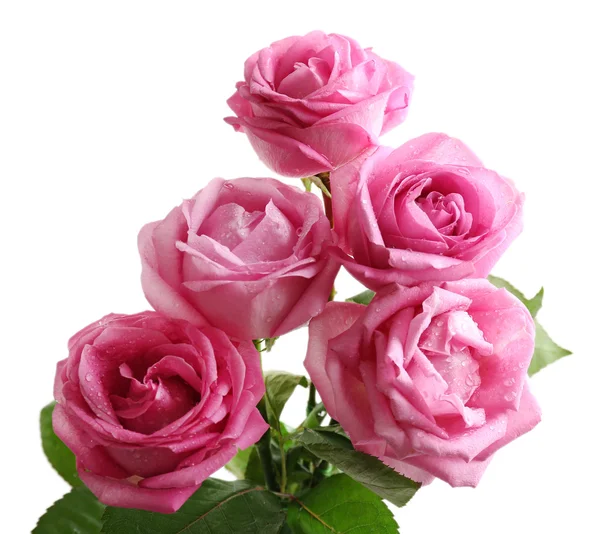 Beautiful pink roses isolated on white — Stock Photo, Image