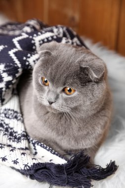 Ekose kürk halı üzerinde ahşap arka plan üzerinde sarılı güzel İngiliz kedi