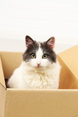 Şirin kedi karton kutunun içinde oturan
