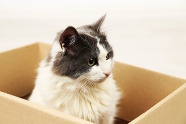Şirin kedi karton kutunun içinde oturan