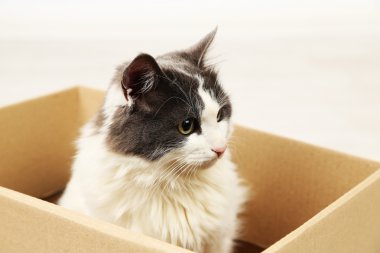 Cute cat sitting in cardboard box clipart