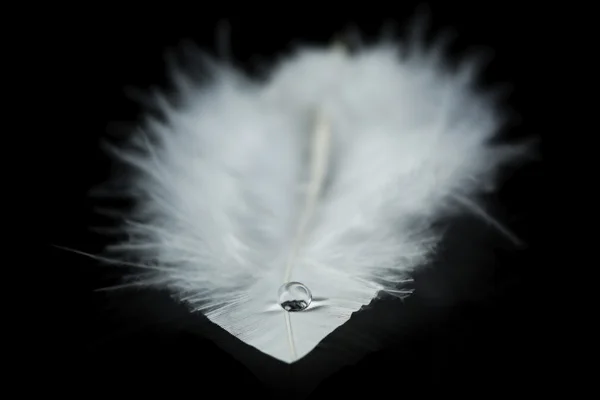 Beautiful feather with water drop — Stock Photo, Image