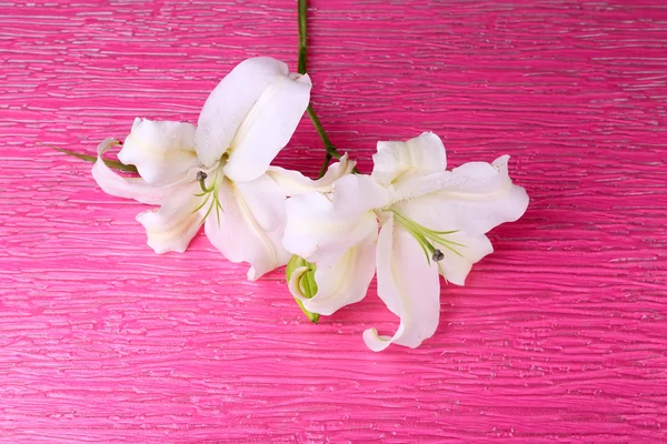 Beautiful lily on glass background — Stock Photo, Image