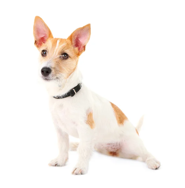 Divertente piccolo cane Jack Russell terrier, isolato su bianco — Foto Stock