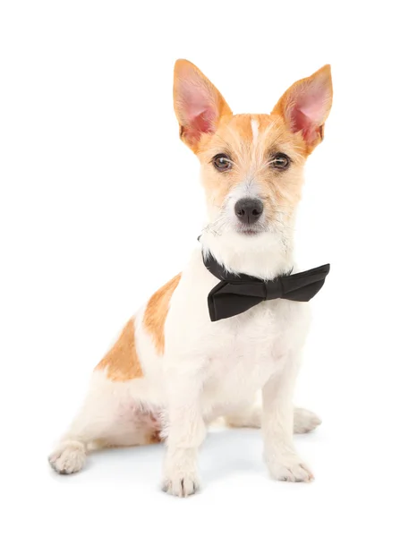 Funny little dog Jack Russell terrier with bow tie, isolated on white — Stock Photo, Image