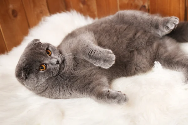 Lying British cat on fur rug on wooden background — Stock Photo, Image