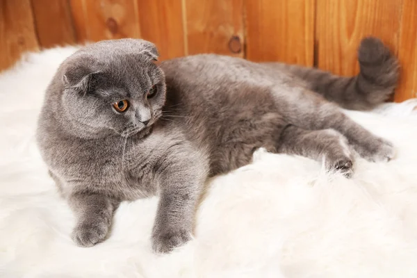 Lying British cat on fur rug on wooden background — Stock Photo, Image