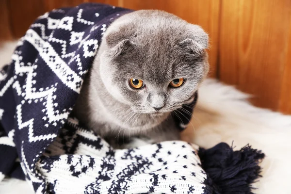 Lovely British cat wrapped in plaid on fur rug on wooden background — Stock Photo, Image