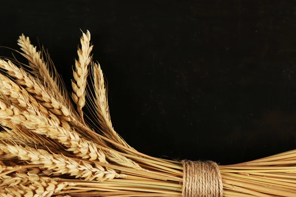 Spikelets of wheat on black wooden background — Stock Photo, Image