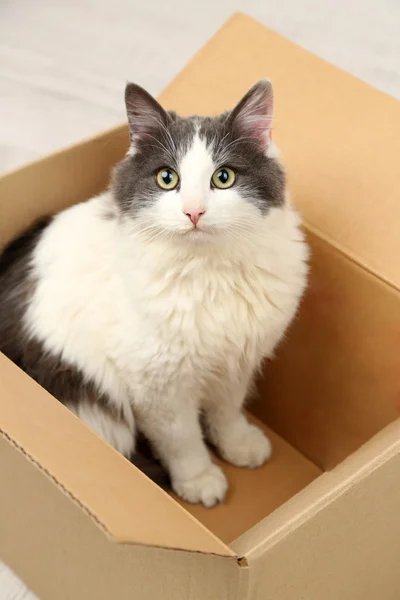 Gato bonito sentado em caixa de papelão — Fotografia de Stock