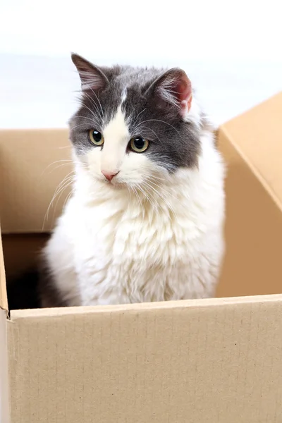 Lindo gato sentado en caja de cartón — Foto de Stock