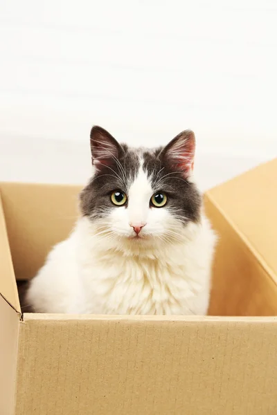Niedliche Katze sitzt im Karton — Stockfoto
