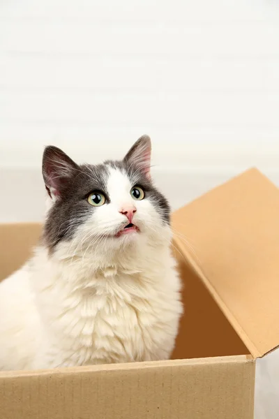 Lindo gato sentado en caja de cartón — Foto de Stock