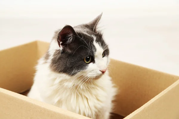 Lindo gato sentado en caja de cartón — Foto de Stock