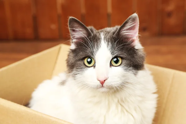 Милий кіт сидить у картонній коробці — стокове фото