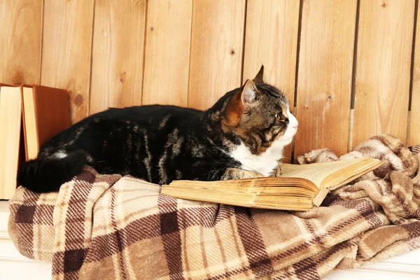 Милая кошка лежит с книгой о клетчатой — стоковое фото