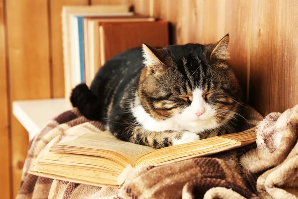 Niedliche Katze liegt mit Buch auf Plaid — Stockfoto