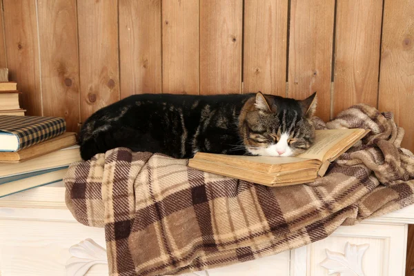 Niedliche Katze liegt mit Buch auf Plaid — Stockfoto