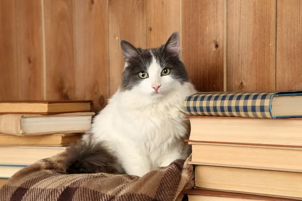 Niedliche Katze sitzt auf Plaid mit Büchern — Stockfoto