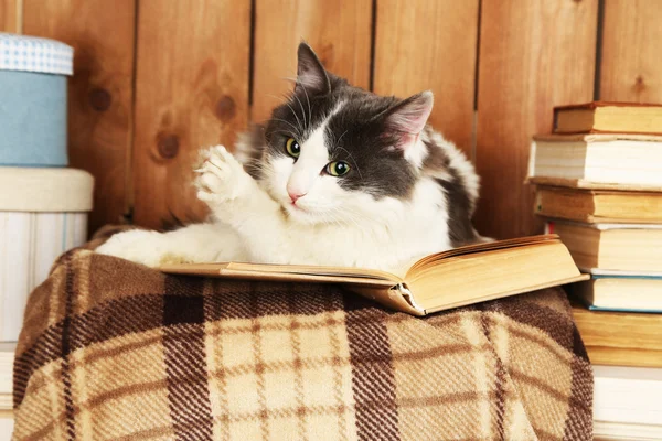 Niedliche Katze liegt mit Buch auf Plaid — Stockfoto