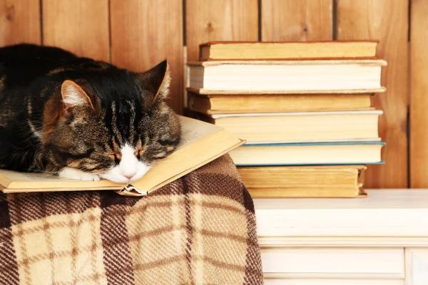 Niedliche Katze liegt mit Buch auf Plaid — Stockfoto