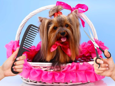 Yorkshire terrier köpekler için salon damat